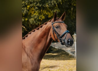 Hanovrien, Jument, 7 Ans, 169 cm, Alezan