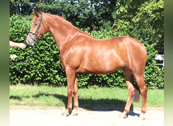 Hanovrien, Jument, 7 Ans, 169 cm, Alezan