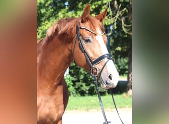 Hanovrien, Jument, 7 Ans, 169 cm, Alezan