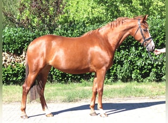Hanovrien, Jument, 7 Ans, 169 cm, Alezan