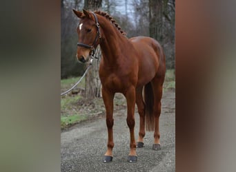 Hanovrien, Jument, 7 Ans, 169 cm, Alezan