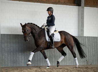 Hanovrien, Jument, 7 Ans, 169 cm, Bai brun