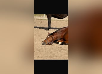 Hanovrien, Jument, 7 Ans, 169 cm, Bai