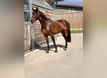 Hanovrien, Jument, 7 Ans, 169 cm, Bai
