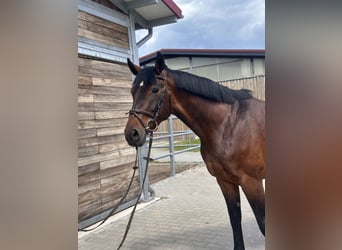 Hanovrien, Jument, 7 Ans, 169 cm, Bai