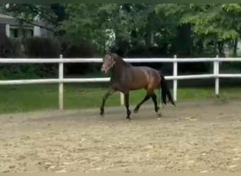 Hanovrien, Jument, 7 Ans, 170 cm, Bai brun foncé