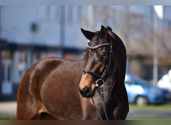 Hanovrien, Jument, 7 Ans, 170 cm, Bai