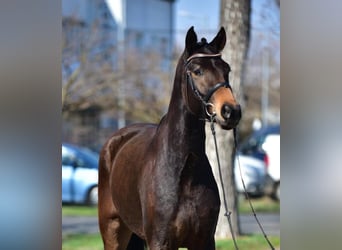 Hanovrien, Jument, 7 Ans, 170 cm, Bai