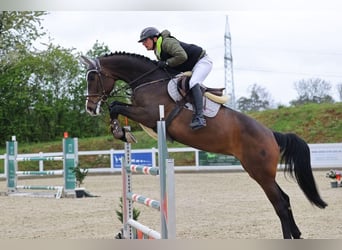 Hanovrien, Jument, 7 Ans, 170 cm, Bai