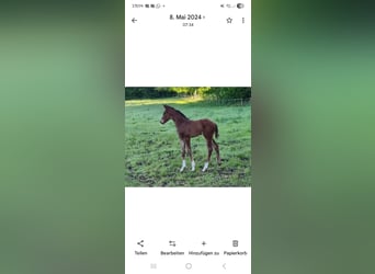 Hanovrien, Jument, 7 Ans, 170 cm, Bai