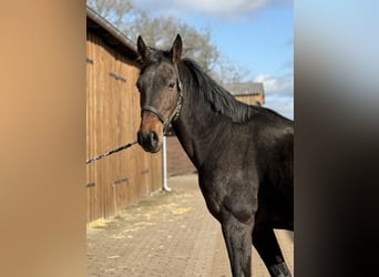 Hanovrien, Jument, 7 Ans, 170 cm, Bai