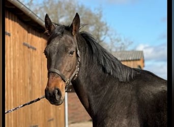 Hanovrien, Jument, 7 Ans, 170 cm, Bai