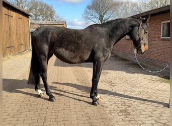 Hanovrien, Jument, 7 Ans, 170 cm, Bai