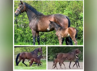 Hanovrien, Jument, 7 Ans, 170 cm, Bai