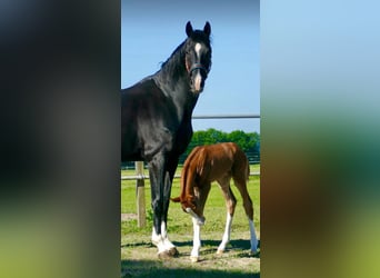 Hanovrien, Jument, 7 Ans, 170 cm, Noir