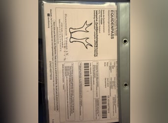 Hanovrien, Jument, 7 Ans, 171 cm, Bai brun foncé