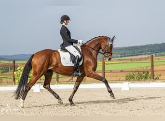 Hanovrien, Jument, 7 Ans, 171 cm, Bai