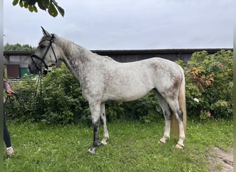 Hanovrien, Jument, 7 Ans, 171 cm, Gris pommelé