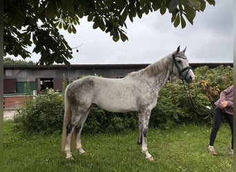 Hanovrien, Jument, 7 Ans, 171 cm, Gris pommelé