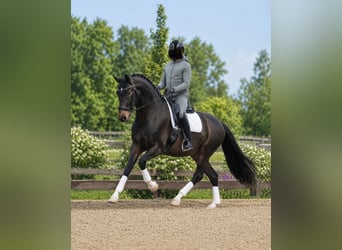 Hanovrien, Jument, 7 Ans, 172 cm, Bai brun