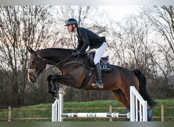 Hanovrien, Jument, 7 Ans, 172 cm, Bai brun