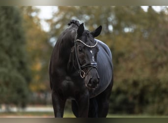 Hanovrien, Jument, 7 Ans, 172 cm, Noir