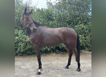 Hanovrien, Jument, 7 Ans, 173 cm, Bai