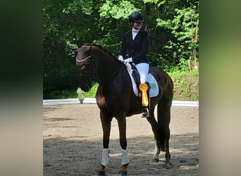 Hanovrien, Jument, 7 Ans, 174 cm, Alezan brûlé