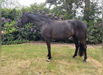 Hanovrien, Jument, 7 Ans, 174 cm, Noir