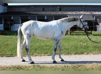 Hanovrien, Jument, 7 Ans, 175 cm, Gris pommelé