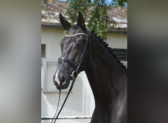 Hanovrien, Jument, 7 Ans, 177 cm, Noir