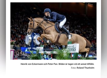 Hanovrien, Jument, 7 Ans, 182 cm, Alezan