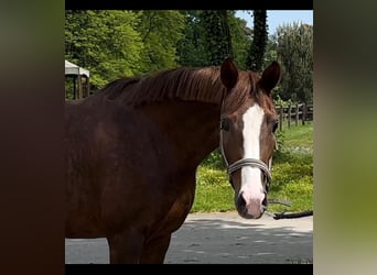 Hanovrien, Jument, 7 Ans, Alezan brûlé