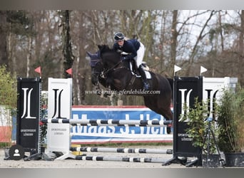 Hanovrien, Jument, 7 Ans, Bai brun foncé