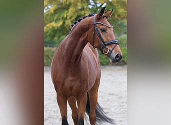 Hanovrien, Jument, 7 Ans