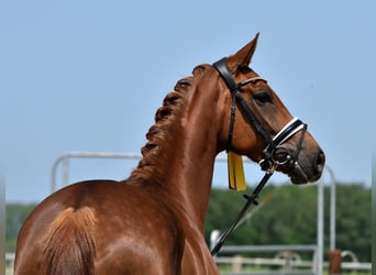 Hanovrien, Jument, 7 Ans