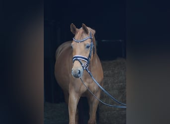 Hanovrien, Jument, 8 Ans, 160 cm, Alezan