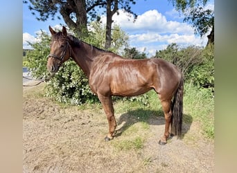 Hanovrien, Jument, 8 Ans, 162 cm, Alezan