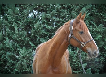 Hanovrien, Jument, 8 Ans, 162 cm, Alezan