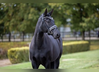 Hanovrien, Jument, 8 Ans, 163 cm, Noir