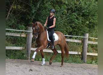 Hanovrien, Jument, 8 Ans, 164 cm, Alezan brûlé