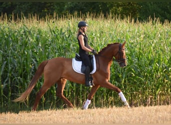 Hanovrien, Jument, 8 Ans, 164 cm, Alezan brûlé