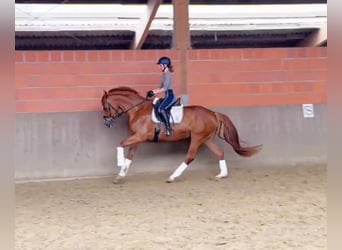 Hanovrien, Jument, 8 Ans, 164 cm, Alezan brûlé