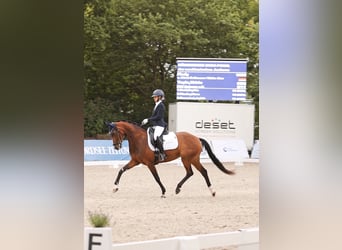 Hanovrien, Jument, 8 Ans, 164 cm, Bai
