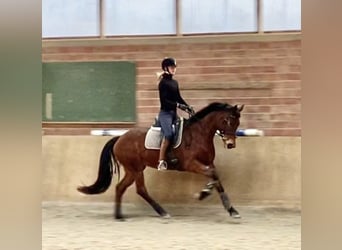 Hanovrien, Jument, 8 Ans, 164 cm, Bai