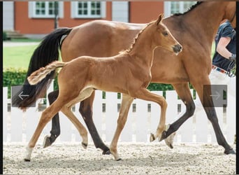 Hanovrien, Jument, 8 Ans, 164 cm, Bai