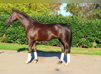 Hanovrien, Jument, 8 Ans, 165 cm, Alezan brûlé