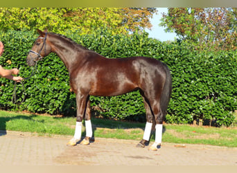 Hanovrien, Jument, 8 Ans, 165 cm, Alezan brûlé