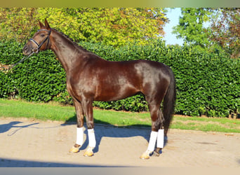 Hanovrien, Jument, 8 Ans, 165 cm, Alezan brûlé
