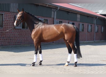 Hanovrien, Jument, 8 Ans, 165 cm, Alezan brûlé
